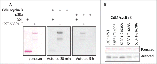Figure 4. 53BP1 is phosphorylated by Cdk1/cyclin B. (A) Purified GST or GST-53BP1-C-term was phosphorylated in vitro by active Cdk1/cyclin B or p38a and phosphorylation was detected by autoradiography for 30 min or 5 h. (B) Various alanine mutants of GST-53BP1-C-term were phosphorylated in vitro by Cdk1/cyclin B.