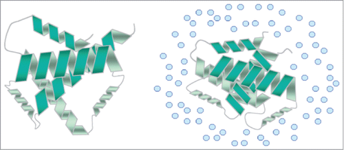 Figure 1. Structure stabilization of enzymes at elevated osmolarity. Preferential exclusion of compatible solutes (blue circles) from the protein surface helps to maintain enzyme structure at elevated osmolarity, while also helping to increase cell volume (adapted from Sleator and Hill Citation55).