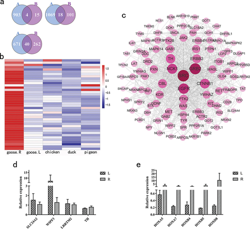 Figure 3. The survey of key differentially expressed genes (DEGs). (a) Venn diagrams of two kinds of DEGs for the hypothalamus, the pituitary and the testis. A: The number of DEGs shared in geese within the non-breeding period (goose.R) and chickens, ducks and pigeons, B: The number of DEGs for male Lion-Head geese within breeding and non-breeding periods. (b) The distribution of expression of 40 DEGs across poultry in the testis. (c) The protein-protein interaction network for 4 DEGs of the hypothalamus. (d) qPCR verification of 4 DEGs in the hypothalamus of male Lion-Head geese. (d) qPCR verification of 5 HOX DEGs in the testis of male Lion-Head geese. L: male Lion-Head geese within the breeding period, R: male Lion-Head geese within the non-breeding period.