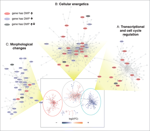 Figure 5. Transcriptional network analysis reveals coordinated alternations in methylation and gene expression. A transcriptional network was reconstructed using RNA expression data, showing 3 major domains (see Supplementary Methods S9 and Figure S7). The whole network is shown inside the rectangle at the bottom of the figure, where each node is colored according to the corresponding fold change. The 3 major domains (A, B, C) are zoomed and only genes with corresponding significant changes in DNA methylation are labeled. The color indicates whether the gene has corresponding DMPs that significantly increase (red) or decrease (blue) their methylation levels. A dark gray color indicates that the gene has significant but discordant changes in DNA methylation.