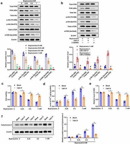 Figure 4. Bupivacaine induced apoptosis and ferroptosis by inhibiting PI3K/AKT signaling pathway. (a) The cells treated for 24 h with bupivacaine (0, 0.25, 0.5, 1 mM), and then the expression of PI3K/AKT signaling pathway related proteins were detected by Western blot. (b) The cells were treated with bupivacaine and 740Y-P (or LY294002), the expression of PI3K/AKT signaling pathway related proteins were detected by Western blot. The cells were treated with bupivacaine alone or with bupivacaine and 740Y-P. (c) Cell viability was measured by MTT assay. (d) The concentration of Fe2+ was detected. (e) GSH level was detected by ELISA. (f) The expression of cytochrome C protein was detected by Western blot. *P < 0.05 vs. the group treated without bupivacaine, **P < 0.01 vs. The group treated without bupivacaine, #P < 0.05 vs. the group treated with bupivacaine.