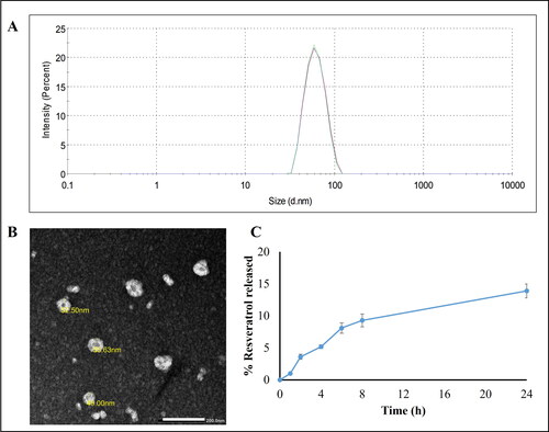 Figure 1. (A) Size distribution by intensity curve of RSV-LNCs dispersion. (B) TEM image of RSV-LNCs × 40,000. The scale bar represents 200 nm. (C) Resveratrol release profile from LNCs over 24 h at 37 °C (n = 3; data are shown as mean ± SD).