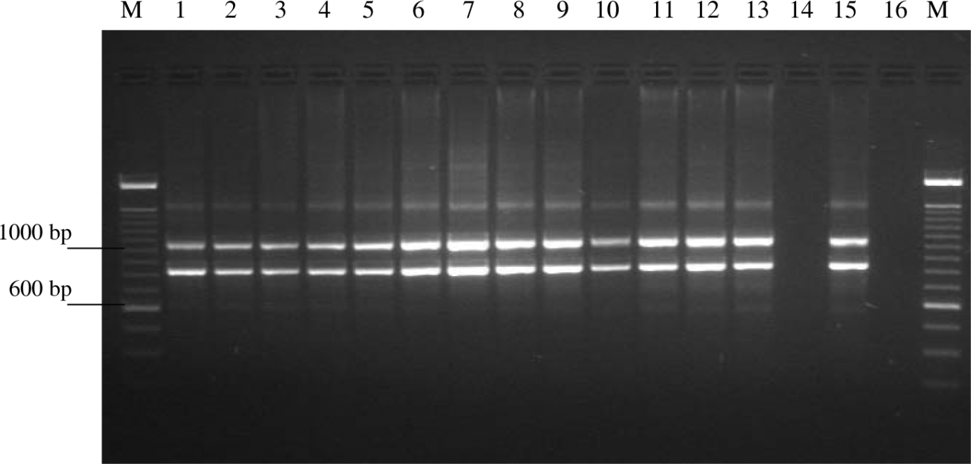 Figure 1.  Agarose gel electrophoresis of amplification products from haemolytic G. anatis field isolates. Lane M, 100 bp DNA ladder (Invitrogen); lanes 1 and 10, isolates from cloaca; lanes 2, 6, 11 and 12, isolates from choana; lanes 3 and 8, isolates from intestine; lanes 4 and 7, isolates from trachea; lane 5, isolate from ovary; lanes 9 and 13, isolates from lungs; lanes 14 and 16, negative controls; lane 15, positive control.