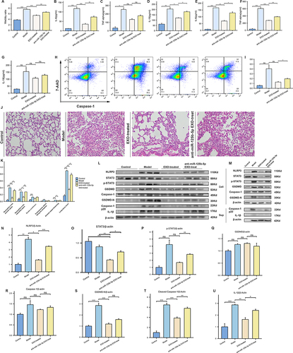 Figure 5 Alleviation of Sepsis-Induced ARDS by BMSC-Derived Exosomes via miR-125b-5p Modulation. (A) The lung W/D ratio was assessed to evaluate lung edema. (B–D) The levels of inflammatory and pyroptosis-related factors in the cell supernatant were assessed via ELISA:IL-6 (B), TNF-α (C), IL-18 (D). (E–G) The levels of inflammatory and pyroptosis-related factors in the BALF were assessed via ELISA:IL-6 (E), TNF-α (F), IL-18 (G). (H) Flow cytometry analysis of Caspase-1/7-AAD staining and quantification of the pyroptosis macrophages. (I) Flow cytometric analysis of the percentage of pyroptotic macrophages. (J) Histopathological images of lung tissue (×400 magnification). (K) lung injury score based on pathological images of lung tissue. (L) NLRP3, STAT3, P-STAT3, GSDMD, Caspase-1, GSDMD-N, cleaved caspase-1, IL-1β and β-actin expressions of differently treated mice were detected by Western blot. (M) Western blot was performed to assess protein expression in J774a.1 cells following different treatments (Cell represents proteins extracted from within the cells, Sup represents proteins extracted from the cell supernatant). (N–U) Bar charts quantify the relative expression levels of various proteins in lung tissue. (Control, control group; Model, pyroptosis modeling group; EXO-treated, treated with exosomes following pyroptosis modeling; anti-miR-125b-5p EXO-treat, following the establishment of the pyroptosis model, treatment was administered using exosomes derived from BMSCs transfected with inhibitor of miR-125b-5p.) Every experiment was repeated at least three times, and the data was shown as mean ± SEM (ns: no difference,*P<0.05,**P<0.01, ***P<0.001).