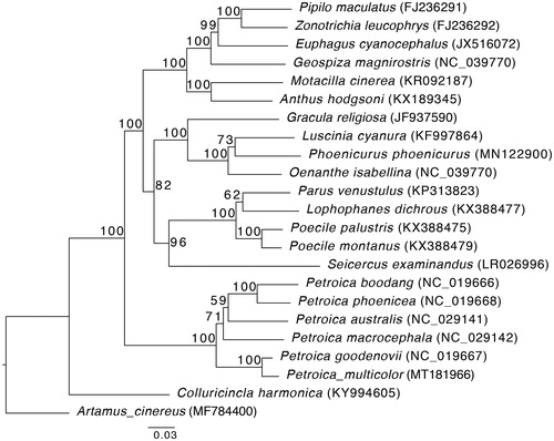 Figure 1. ML phylogeny inferred from 14 Passeriformes mitochondrial genome. GenBank accession numbers for all sequences are shown in the figure. Bootstrap values for ML analysis are shown on branches with each node.