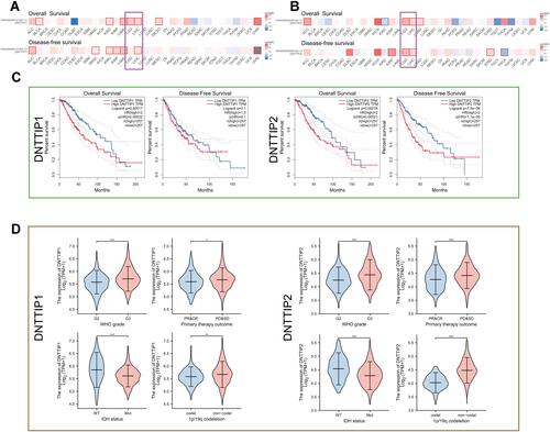 Figure 2 Prognosis analysis of DNTTIP1/2 mRNA expression in Pan-Cancers. (A and B) Prognosis analysis of DNTTIP1/2 in Pan-Cancers. (C) Kaplan-Meier survival analysis based on The Cancer Genome Atlas (TCGA)-Low-grade gliomas (LGG). (D) The relationship between DNTTIP1/2 expression status and clinicopathological characteristics in LGG. *P < 0.05, **P < 0.01, ***P < 0.001.