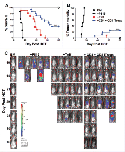 Figure 5. Combinational therapy preserves the GVL response. BDF1 recipient mice were lethally irradiated (1200cGY) and transplanted with 5 × 106 TCD-BM, 2 × 106 CD4+ iTregs, 4 × 106 CD8+ iTregs, and 5 × 103 luc-P815 cells. Three days later, 2 × 106 B6 CD25-depleted Teffs were injected.  Recipients were monitored for survival (A), tumor mortality (B), and tumor load (C) for 80 d, n = 15.  *p < .05; **p < .01; ***p < .001.