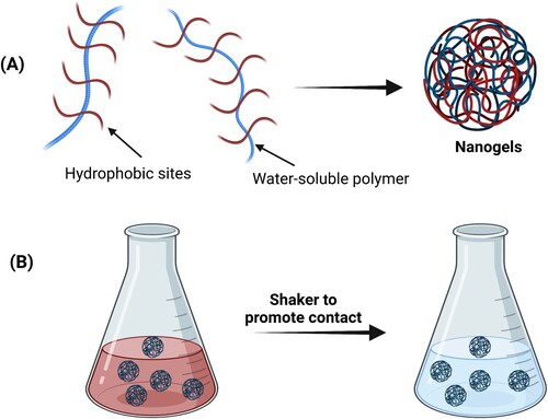 Figure 10. Schematization of nanogel synthesis (a) for dye removal together with their action (b) in a contaminated water solution. The presence of hydrophobic sites in the nanogel formulation is extremely important for the adsorption of a wide variety of pollutants.