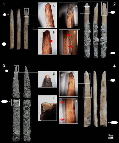 Figure 2. Four of the projectile point fragments recovered from Kuumbi Cave: (A, C and G) impact fractures; (B and D) possible retrieval cut marks; (E) rounded tip; (F) post-depositional fracture revealing bone surface; (H) change in surface appearance. Magnification: A, C, G, and H at 65x; B at 85x; D at 100x; E at 200x.