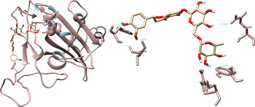 Figure 7. Hesperidin interactions with SARS-CoV-2 spike glycoprotein, visualized in UCSF Chimera. Hesperidin formed five hydrogen bonds with amino acids: Arg408, Phe490, Leu492, Gln498 and Tyr505.