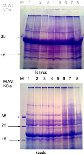 Figure 1. Electrophoretic banding pattern in leaves and seeds of eight Vicia faba genotypes under infestation with stored insects.Note: 1 – L.551, 2 – L.512, 3 – L.153, 4 – L.1, 5 – T.W, 6 – NA112, 7 – Giza3, 8 – L.16.