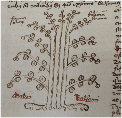 Figure 6. Balsam tree, reproduced by kind permission of the Staatliche Bibliothek Neuburg an der Donau, Sign: 04/Hs. INR 10 (Eigentümer: Studienseminar Neuburg an der Donau), p. 100.
