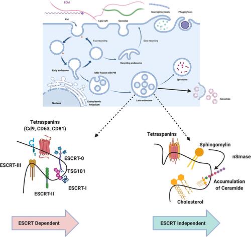 Figure 2 Biogenesis of exosomes by ESCRT dependent mechanism and independent mechanism involved with accessory proteins and lipid dependent pathway.