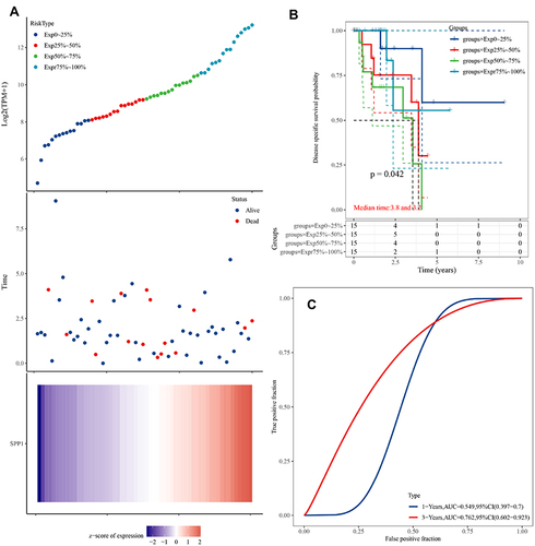 Figure 5 (A) Upper panel: The scatter plot of SPP1 expression from low to high, different colors represent different expression groups; Middle panel: The survival time and survival status of patients; Lower panel: Heatmap of SPP1 in EGFR-mutant LUAD. The abscissas of the upper, middle, and lower panels all represent same samples. (B) Kaplan–Meier survival analysis of SPP1. (C) Time-dependent ROC analysis of SPP1.