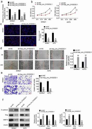 Figure 2. Silencing hsa_circ_0103232 suppressed melanoma cells proliferation, migration, invasion and EMT. (a) qRT-PCR revealed that hsa_circ_0103232 expression in SKMel1 and A375 cells was effectively silenced by shRNA. (b) CCK-8 assay verified that silencing hsa_circ_0103232 suppressed melanoma cells viability. (c) Edu experiment indicated that silencing hsa_circ_0103232 inhibited melanoma cells proliferation. (d) Wound healing assay illustrated that silencing hsa_circ_0103232 attenuated melanoma cells migration. (e) Transwell experiment demonstrated that silencing hsa_circ_0103232 inhibited melanoma cells invasion. (f) Western blot revealed that silencing hsa_circ_0103232 suppressed melanoma cells EMT. ** P < 0.01.