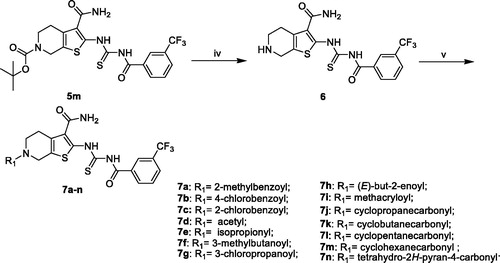 Scheme 2. General synthesis of compounds 7a–n. Reagents and conditions: (iv) TFA, CH2Cl2 r.t; (v) CH2Cl2, R1COCl, TEA, r.t.