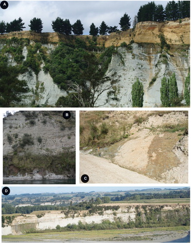 Figure 5. (A) Groundwater seeps at the contact between Tuha Sandstone and underlying siltstone of the Tikapu Formation, Rangitikei Group, exposed in cliffs in the Rangitikei River valley (NZGD2000 -39.877205 S, 175.721254 E). (B) Groundwater seeps at a particularly coarse sandstone overtop of a hard well consolidated siltstone forming the ledge in the lower part of the section, Vinegar Hill Formation, Rangitikei Group (NZGD2000 -39.92932 S, 175.642462 E). (C) Groundwater seeps within Mangaonoho Formation, Rangitikei Group at contact with laminated sandstone over massive siltstone (NZGD2000 -39.911645 S, 175.620189 E). (D) Groundwater seeps along the contact between a sandstone and underlying siltstone unit within Rewa Formation, Okehu Group (NZGD2000 -40.008355 S, 175.589676 E).