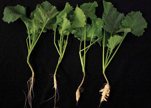 Fig. 1. (Colour online) Left to right: Pictorial key (0–3) used for clubroot severity rating, 4–6 weeks after inoculation with a resting spore suspension of Plasmodiophora brassicae.