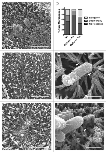 Figure 4. BFP retraction is necessary for directed microvillar elongation. (A-C) SEM images of WT EPEC inducing no response (A), directionality (B), and elongation (C) in surrounding microvilli. (D) Quantification of bacteria-induced microvillar responses in the presence of WT EPEC, retraction deficient bfpF+BfpFara EPEC, or bfpF+BfpFara EPEC + arabinose to induce retraction. (E, F) SEM images of BFP (white arrowheads) attaching to the tips of microvilli. Scale bars = 5 μm (A-C), 1 μm (E, F).