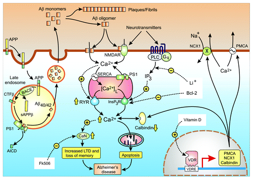 Figure 4. Calcium hypothesis of Alzheimer disease. Alzheimer disease (AD) is caused by an increase in the formation of the amyloid β peptides Aβ40 and Aβ42. The amyloid precursor protein (APP) enters the late endosome where it is cleaved by BACE and the γ-secretase complex to form Aβ40/42. The amyloid peptides are released where they form either fibrils and plaques or the oligomers that enhance Ca2+ signaling. The yellow arrows illustrate some of the changes in various Ca2+ signaling components that are responsible the for an overall increase in Ca2+ signaling that then induce dementia through the loss of memory and neuronal apoptosis. The white boxes highlight some of Ca2+-modifying agents that have been found to alleviate the symptoms of AD in mouse models