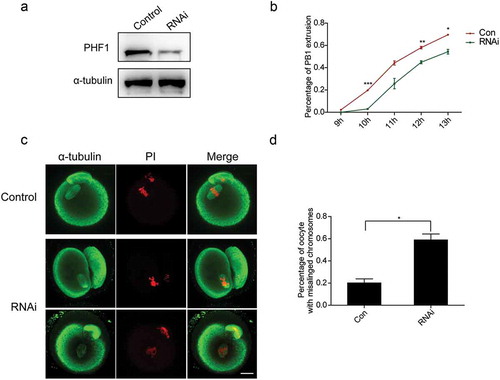 Figure 3. Lack of PHF1 affects the first polar body extrusion and leads to chromosome misalignment. (a) Depletion of PHF1 was determined by Western blot analysis using PHF1 antibody after endogenous PHF1 was depleted by siRNA. And α-tubulin was used as a loading control. (b) PB1extrusion rates were decreased after siRNA treatment. Data were presented as mean ± SEM from three independent experiments. Different superscripts indicate statistical difference at 10 h, 12 h and 13 h (p < 0.05). (c) Oocytes microinjected with the PHF-siRNA displayed chromosome misalignment. Part of them demonstrated “2-cell-like” oocytes (Panel 2). (d) Percentage of oocytes with chromosome misalignment in the PHF1-siRNA microinjected group and Control. Data were presented as mean ± SEM from three independent experiments, p < 0.05.