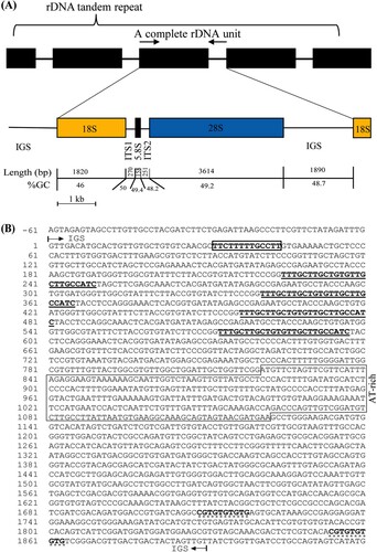 Figure 1. A schematic diagram of the single unit of rDNA of Cyanea nozakii (A). Complete nucleotide sequence of the IGS region (B). A putative termination signal (poly(T) tract) is in the solid box, and minisatellite-like nucleotides are marked by lines. The Bi-repeats are indicated by asterisks. IGS; intergenic spacer, ITS1; internal transcribe spacer 1, ITS2; internal transcribe spacer 2.
