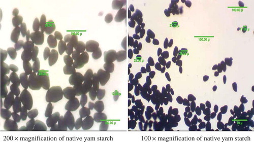 Figure 2. Photomicrograph of native yam starch.