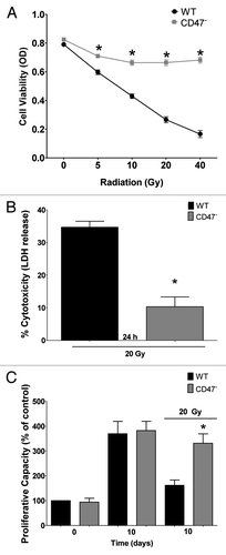 Figure 1. Radioprotection of CD47− Jurkat cells. (A) WT and CD47-deficient Jurkat cells were irradiated at the indicated doses, and cell viability was measured by MTS assay (n = 4; one-way ANOVA-Bonferroni post-test; *p < 0.05). (B) Cells were irradiated at 20 Gy, and cell cytotoxicity was measured by LDH release (n = 3; Student’s t-test, *p < 0.05). (C) Cells were irradiated at 20 Gy, and cell density was measured by crystal violet staining 10 d after radiation treatment (n = 3; one-way ANOVA-Bonferroni post-test *p < 0.05)