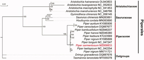 Figure 1. Maximum-likelihood phylogenetic tree based on 17 chloroplast genomes of Piperales and two outgroup species. Numbers at the nodes are bootstrap support values based on 1000 replicates. The species P. sarmentosum is highlighted in red.