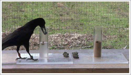 Figure 2. New Caledonian crow attempting the water vs. sand task. (in Jelbert et al.,Citation4 photo credit SJ).