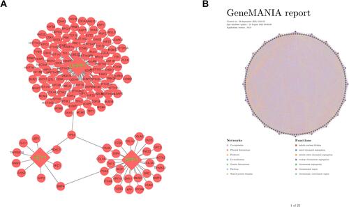 Figure 4 PPI and GeneMANIA network analysis. (A) PPI network of key DNA methylation-regulated genes and DEGs. (B) GeneMANIA network showed the interactions and biological process of key DNA methylation-regulated genes and DEGs.