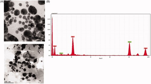 Figure 2. HR-Transmission electron microscopy (HR-TEM) and energy-dispersive X-ray analysis (EDX) of gold nanoparticles synthesised from Panax notoginseng. (A) Transmission electron microscopy (HR-TEM) and (B) Energy-dispersive X-ray (EDX) and analysis AuNPs synthesised from Panax notoginseng.