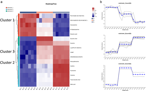 Figure 5. Analysis of the varying trends of common DAMs. (a) Heatmap analysis of 16 common DAMs. The colors in the figure represent the relative content of metabolites in the sample, with darker blue indicating lower content and darker red indicating higher content. (b) Dynamics of the compounds in subclusters, the horizontal axis represents the sample name, whereas the vertical axis represents the abundance of the compound.
