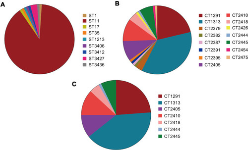 Figure 1 Distribution of genotypes among carbapenemase-producing strains of Klebsiella pneumoniae strains. Genotype distribution of isolates based on (A) multi locus sequence typing (MLST) analysis and (B) core genome multi locus sequence typing (cgMLST) scheme. (C) Distribution of CT types within the ST11 group.