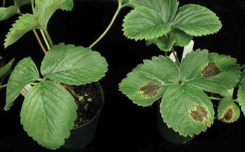 Fig. 1. Mannitol treated strawberry ('Honeoye') leaf (left) compared with a water-treated control (right). Both plants were challenge inoculated with Xanthomonas fragariae 48 h after treatment and incubated in a humid chamber for 40 days. Individual lesions have coalesced in the control.