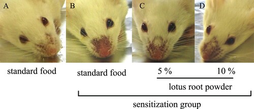 Figure 1. Typical nasal allergic symptoms in the nonsensitization and sensitization groups. (A) Nonsensitization group; (B) standard food sensitization group; (C) standard food plus 5% lotus root powder sensitization group; (D) standard food plus 10% lotus root powder sensitization group.