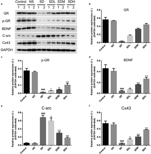 Figure 4. The effect of XYP on the expression of Cx43/GR/BDNF and the interaction between GR and BDNF. A) CUMS-caused suppression of GR, p-GR, BDNF, Cx43 and enhancement of c-Src, which was significantly ameliorated by supplementation of XYP. B) Quantification of western blots. C) qPCR results showed that CUMS-caused inhibition of GR and BDNF, which was abolished by XYP. ## p ≤ 0.01 vs control group; * p ≤ 0.05 vs SD group; ** p ≤ 0.01 vs SD group.