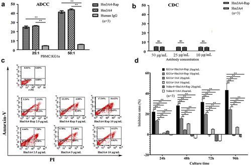 Figure 4. Antitumor activity of Hm3A4-Rap. ADCC function (a): When the ratio of PBMCs to KG1a was 25:1, the mean lysis rate of KG1a in the Hm3A4-Rap group was 24.8% vs. 4.23% for the IgG group (p < 0.05); when the ratio was increased to 50:1, the mean lysis rate was 41.47% vs. 5.73% for the IgG group (p < 0.05). When the ratio of PBMCs to KG1a was 25:1, the mean lysis rate of KG1a in the Hm3A4 group was 26.16% vs. 4.23% for the IgG group (p < 0.05); when the ratio was increased to 50:1, the mean lysis rate was 43.98% vs. 5.73% (p < 0.05). CDC function (b): Different concentrations of Hm3A4-Rap and Hm3A4 had no significant effect on the CDC in KG1a cells. (c) The cytotoxicity of Hm3A4-Rap and Hm3A4 on KG1a cells was detected by flow cytometry Annexin-V/PI method. (d) Effects of Hm3A4-Rap or 3A4 on the proliferation of KG1a cells or Nalm-6 cells. Hm3A4-Rap significantly inhibited the proliferation of KG1a cells.