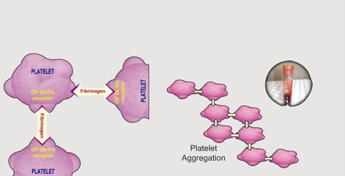 Figure 2 Platelet aggregation process.