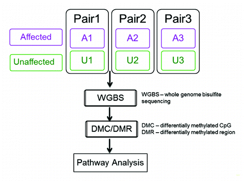 Figure 1. Study design and analysis workflow. Three pairs of affected (with DNMT1 mutation and HSAN1) and unaffected siblings (without DNMT1 mutation and HSAN1) were selected from three different families of the same kinship. The sibling pairs were matched for age (<5 y) and gender. WGBS was performed on peripheral lymphocyte cells and DMCs and DMRs were identified by paired analyses. Genes with DMRs 5 kb from theTSS were used for pathway enrichment analysis. A1-A3, affected individuals with DNMT1 mutation; U1-U3, unaffected siblings without DNMT1 mutation.