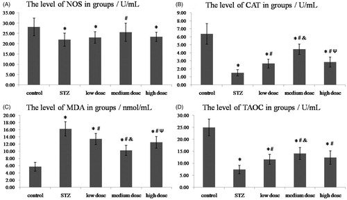 Figure 2. The levels of NOS, CAT, MDA and T-AOC in groups. (A) The plasma level of NOS; (B) The plasma level of CAT; (C) The plasma level of MDA; (D) The plasma level of T-AOC. *p < 0.05 vs. control group; #p < 0.05 vs. STZ group; &p < 0.05 vs. DMP-1 low dose group; Ψp < 0.05 vs. DMP-1 medium dose group.