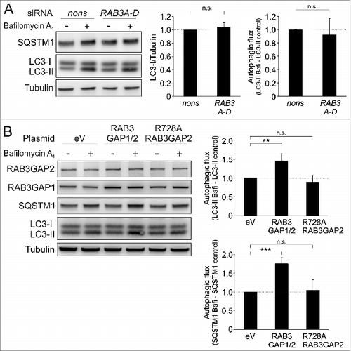 Figure 5. The RAB3GAP complex affects autophagy independent of RAB3 but dependent on its GTPase-activating effect. (A) Immunoblot analysis of cells that were manipulated with the indicated siRNAs for 48 h and treated with DMSO (−) or bafilomycin A1 (+) for 4 h. Tubulin served as control for equal loading. Statistics are depicted as mean ± SD normalized to nonsense control. No significant differences were detected; n = 3, t test. (B) Immunoblot analysis of cells that were manipulated with the indicated plasmids for 48 h and treated with DMSO (−) or bafilomycin A1 (+) for 4 h. Tubulin served as control for equal loading. Statistics are depicted as mean ± SD normalized to eV; n.s. = not significant, **P < 0.01, ***P < 0.001; n = 4, t test.