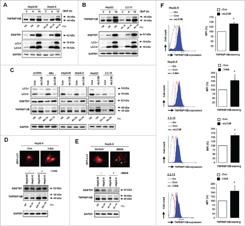 Figure 4. HBx-induced autophagy is responsible for TNFRSF10B degradation and downregulation of its cell surface expression. TNFRSF10B expression levels in HepG-X (A) and HepG2.2.15 (B) cells were analyzed after treatment with bafilomycin A1 (BAF) for the indicated times. The level of TNFRSF10B in control cells at each time point was set to 100%. (C) TNFRSF10B expression levels in HepG2 cells transfected with the HBx plasmid, and in HepG-X and HepG2.2.15 cells were analyzed after LC3B knockdown by siRNA. (D, E) HepG-X cells were transfected with the tfLC3B plasmid and treated with DMSO or 3-MA for 16 h (D), or cultured in normal or starvation (Earle's balanced salt solution, EBSS) medium for 16 h (E). Representative immunofluorescence images of autophagy detected by the presence of RFP-LC3B dots. N indicates the nucleus. Under the same conditions, the expression levels of TNFRSF10B and SQSTM1 were analyzed by immunoblotting. (F) Expression levels of TNFRSF10B on the surface of HepG-X and HepG2.2.15 cells were analyzed by flow cytometry after LC3B knockdown by siRNA or after 3-MA treatment. The relative expression of TNFRSF10B on the cell surface was calculated as the percentage of mean fluorescence intensity (MFI) as described in the Materials and Methods. Data are mean ± SD of 3 independent experiments. P-values were obtained by Student t test (*P < 0.05).