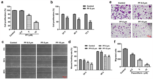 Figure 1. PF inhibits the proliferation and invasion of HRCECs. (a) HRCECs were treated with PF (0.5, 5, or 15 µM) for 24 h and the cell viability was detected with CCK8. (b) HRCECs were treated with 5 µM of PF for 24, 48, or 72 h and the cell viability was detected with CCK8. (c, d) HRCECs were treated with PF (0.5, 5, or 15 µM) for 24 or 48 h. The migration ability of cells was measured with wound healing assay. (e, f) HRCECs were treated with PF (0.5, 5, or 15 µM) for 24 h, the migration ability of cells was explored with transwell assay. *P < 0.05, **P < 0.01 compared with the control group; n = 3.