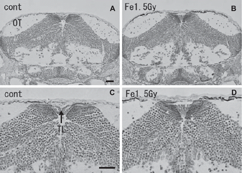 Figure 6. Histology of iron-ion irradiated embryos at the time of hatching (6-7 days after irradiation) (B, D) and that of nonirradiated embryos (A, C). Dorsal to top. Frontal plastic sections at the level of the mid mesencephalon (Nissl staining). No abnormal development was detected in the irradiated optic tectum (B, D). OT = optic tectum. Scale bar = 20 μm.