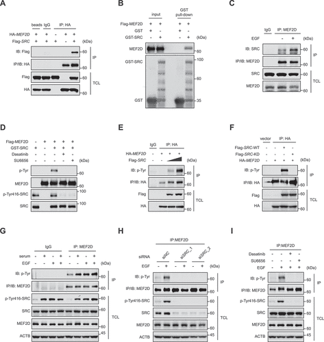 Figure 5. SRC directly interacts with and phosphorylates MEF2D upon mitogenic stimulation. (A) lysate derived from human embryonic kidney 293T (HEK293T) cells transfected as indicated were immunoprecipitated with IgG or anti-hemagglutinin (HA) antibody. Immunoprecipitation (IP) and TCL were probed for indicated antibodies. (B) GST affinity isolation assay was performed using HEK293T cells purified Flag-tagged MEF2D protein and bacterially purified GST or GST-tagged SRC (method), followed by immunoblotting with indicated antibodies. (C) HeLa cells were cultured in a serum free medium for 4 h, then treated with or without EGF for 30 min. Cell lysates were immunoprecipitated with anti-MEF2D antibody and blotted with anti-SRC antibody (top panel). TCL was probed for indicated antibodies. (D) HEK293T purified Flag-tagged MEF2D protein was pre-treated with lambda PP and then incubated with commercial active GST-tagged SRC kinase in a kinase assay buffer, followed by immunoblotting with indicated antibodies. (E) HEK293T cells transfected as indicated were immunoprecipitated with anti-HA antibody and blotted with pan p-Tyr antibody. TCL was analyzed by immunoblotting for indicated antibodies. (F) HEK293T cells transfected HA-tagged MEF2D with either Flag-tagged SRC-WT (wild-type) or Flag-tagged SRC-KD (SRCK298M, a kinase-dead form of SRC). Cell lysates were immunoprecipitated with anti-HA antibody. IP and TCL samples were probed for indicated antibodies. (G) HeLa cells were maintained in a serum free medium for 4 h, and then treated with or without serum, EGF or serum plus EGF for 30 min. Total cell lysates and endogenous MEF2D immunoprecipitated were analyzed by immunoblotting with indicated antibodies. Actin as a loading control. (H) HeLa cells transfected with indicated siRnas against SRC (in two RNAi sequences) or control (siNC) for 48 h were subjected to serum free culture for 4 h, followed by stimulation with or without EGF for 30 min. Cells were lysed and subjected to immunoprecipitation with anti-MEF2D antibody, followed by immunoblotting with indicated antibodies. (I) HeLa cells were subjected to serum free medium for 4 h, and then either untreated or restimulation with EGF in the presence or absence of SRC kinase inhibitor Dasatinib or SU6656. Endogenous MEF2D was immunoprecipitated, followed by immunoblotting with indicated antibodies.