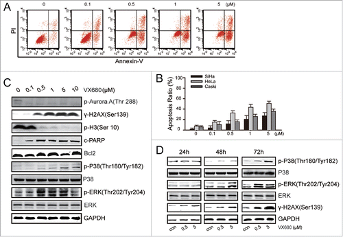 Figure 2. p38-MAPK activation led to the evasion of apoptosis induced by VX680. (A) HeLa cells were treated with various concentrations of VX680 for 72 h, and apoptosis was then analyzed by flow cytometry. Annexin V + was identified as apoptosis. (B) Results of Annexin V assays for apoptosis detection. The graphs illustrate the means ± the SDs of triplicate results. (C) HeLa cells were treated with various concentrations of VX680 for 48 h. The expressions of related proteins were determined by immunoblotting. (D) HeLa cells were treated with various concentrations of VX680 and cultured for 24, 48, or 72 h. The expressions of p38-related proteins were determined by immunoblotting. GAPDH served as a loading control.