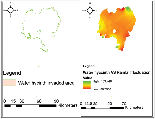 Figure 7. Effect of rainfall fluctuation on water hyacinth infestation.