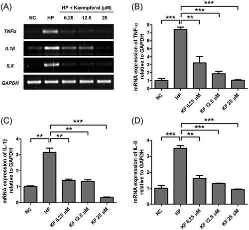 Figure 3. Inhibitory effects of kaempferol on the mRNA expression level of TNF-α, IL-1β, and IL-8 in AGS cells infected with H. pylori.(a) AGS cells infected with H. pylori (200 MOI) were incubated with increasing concentrations of kaempferol (6.25, 12.5, and 25 μM). After 6 hours, total RNA was extracted and TNF-α, IL-1β, and IL-8 mRNA levels were determined by RT-PCR. GAPDH was used as an internal control. (b-d) Representative histogram of the PCR bands was analyzed by ImageLab software. The experiments were conducted in triplicate and the results were evaluated by Student’s t-test (**P < 0.01 and ***P < 0.001). NC, normal control; HP, H. pylori infection; KF, kaempferol.