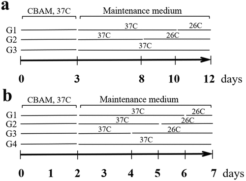 Figure 1. Time course of cell grouping and treatment of low temperature. (a), browning inducing for hsASCs, and (b), msASCs under conditions of different temperature treatment. CBAM, complete browning adipogenic medium. Maintenance medium, as adipogenic medium, for sustained induction of the cell browning. G, group. See the methods in the text for details.